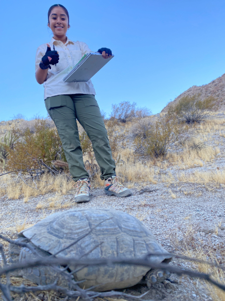 Intern working on desert tortoise research Intern working on desert tortoise research