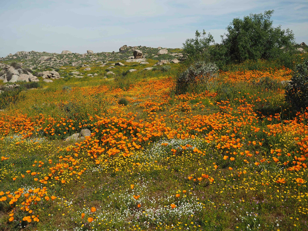 Poppies blooming at Motte Poppies blooming at Motte