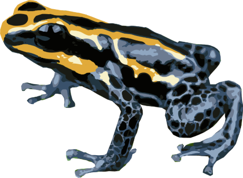 Frog Frog