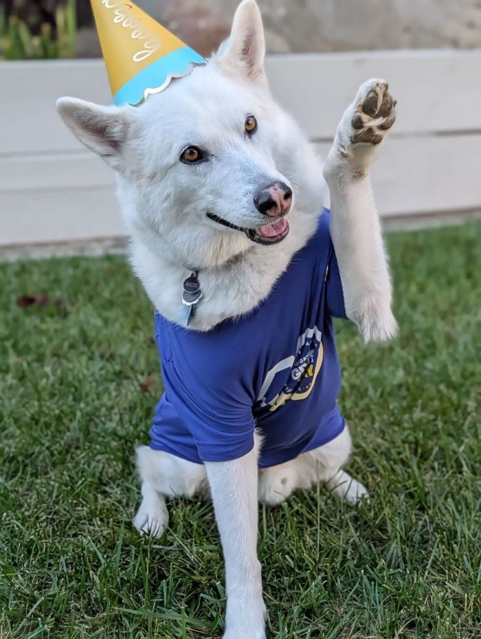 White Siberian Husky wears a birthday hat and raises his left paw