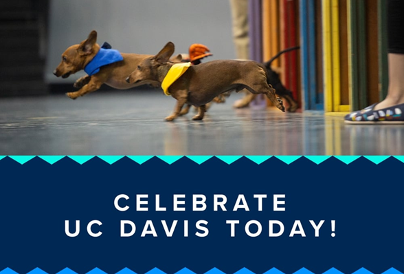 Two doxies run in the annual Doxie Derby