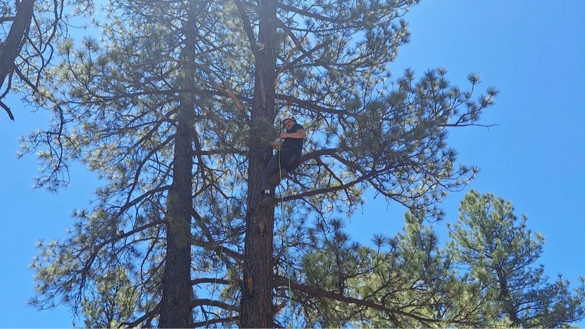 An NAU student climbs a tree.